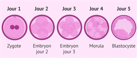 temps spermatozoide feconde ovule|Stades du développement fœtal